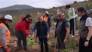 Bodrumda 10 bin fidan toprakla buluştu