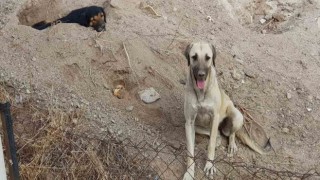Bodrumda 3 köpeği kamyonete bindirip götürdüler