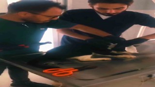 Boynuna boru parçası takılan kedinin imdadına yetiştiler