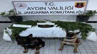 Buharkentte uyuşturucu operasyonu: 1 gözaltı