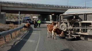 Büyükbaş hayvanları taşıyan kamyonet devrildi, sürücü yaralanırken, 1 hayvan telef oldu