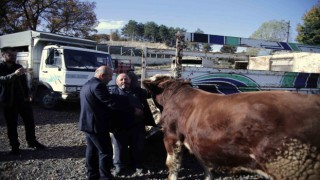 Büyükorhan Marmarada hayvancılığın merkezi oldu