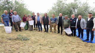 Büyükşehir, zeytin hasadında da üreticilerin yanında
