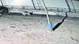 Çiftliğe saldıran kurtlar 2 ineği yaraladı