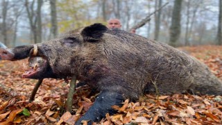 Çilek tarlalarına zarar veren 450 kiloluk domuz avlandı