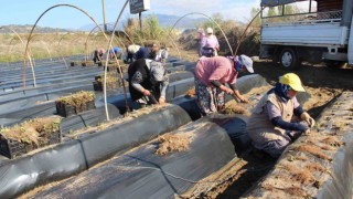 Çilek üreticisi tarlaya indi