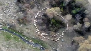 Çinden sonra Türkiyede de görüldü