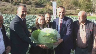 Coğrafi işaret yolundaki Eskipazar lahanası hasat edildi