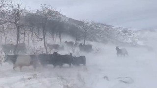 Dağlarda sürülerini otlatan besiciler kar ve fırtına nedeniyle zor anlar yaşadı