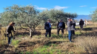 Dal kanseri artışı, zeytin üreticilerini endişelendirdi