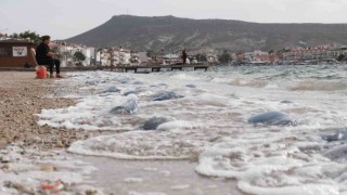 Denizanalarının Foça istilası havadan görüntülendi