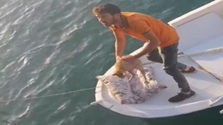 Denize düşen kedi kurtarıldı