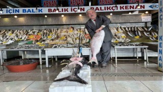 Denizlerde balık bolluğu yaşanıyor