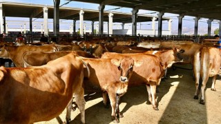 Depremde Hayvanları Telef Olan Üreticilere Büyükbaş Hayvan Teslim Edildi