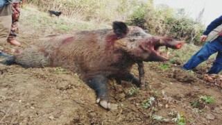Dev domuz, avcılar tarafından vuruldu