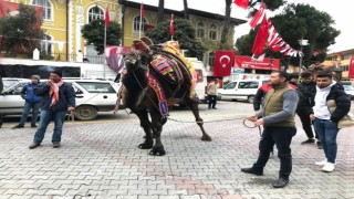Develer gövde gösterisi yaptı