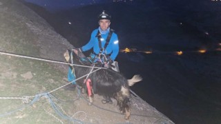 Diyarbakırda 3 gün kayalıklarda mahsur kalan keçi kurtarıldı