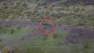 Diyarbakırda domuz sürüsünün kaçışı dronla görüntülendi