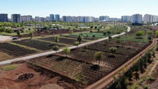 Diyarbakırda Tıbbi Aromatik Bitki Bahçesi şehre güzel koku yayacak