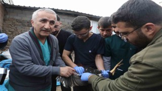 Diyarbakırda veteriner hekim adayları saha çalışmalarına katıldı