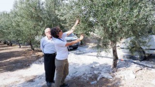 Doktorluğu bırakıp zeytin üreticisi oldu