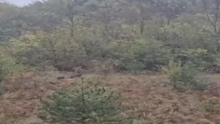 Domuz sürüsü fırtınadan böyle kaçtı