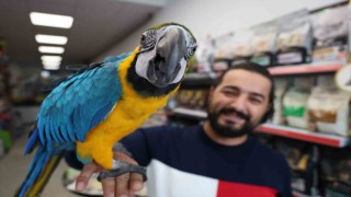 Dünyanın en havalı papağanı güzelliği ve fiyatıyla dikkat çekiyor