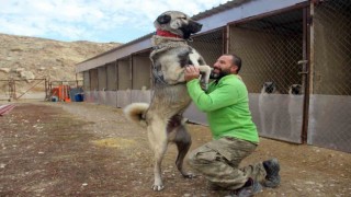 Dünyanın en sadık ve en cesur sürü koruma köpeği