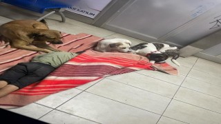 Durakta köpeklerle birlikte uyuyan çocuklar yürekleri sızlattı