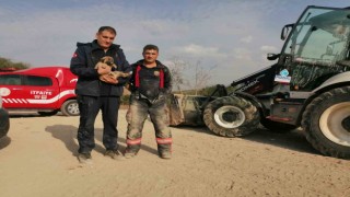 Enkaz altında kalan köpek kurtarıldı
