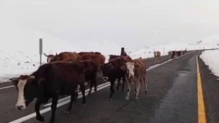 Erzurumda yaylacıların zorlu yolculuğu