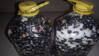 Eskişehirde zeytin rekoltesi düştü
