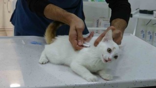 Evcil hayvanı olanlar dikkat, uyuz kapma riski bulunuyor