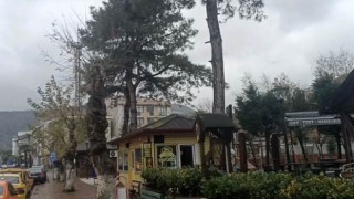 Fırtınada kökünden sallanan ve  dalları kopan  dev ağaç korkutuyor