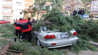 Fırtınada üstüne ağaç devrilen otomobildeki 3 genci baltayla kurtardı