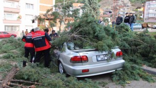 Fırtınada üstüne ağaç devrilen otomobildeki 3 genci baltayla kurtardı