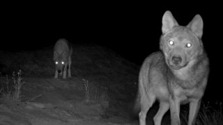 Gece karanlığında görüntülenen canavarlar tüyleri ürpertti