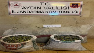 Germencikte zeytin hırsızları yakalandı