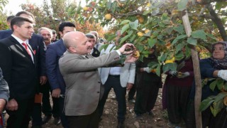 Gölbaşı ilçesinde hurma hasadı başladı