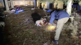 Gölet kenarındaki üşüyen yavru köpekleri kent merkezinden mama getirip beslediler