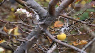 Gümüşhanede elma ağacının Kasım sürprizi