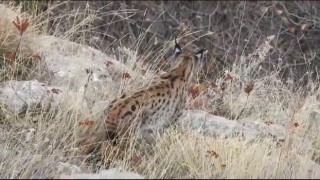 Gümüşhanede nesli tehlikede olan vaşak görüntülendi