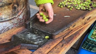 Güney Marmarada zeytini kuraklık vurdu