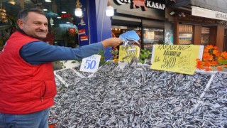 Hamsinin fiyatı 50 liraya düştü, tezgahlar şenlendi