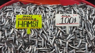 Hava soğudu, hamsi bollaştı