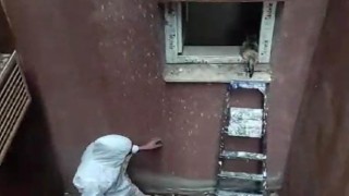 Havalandırma boşluğuna düşen kedi üniversite personeli tarafından kurtarıldı