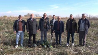 Iğdır'da karpuz hasadı