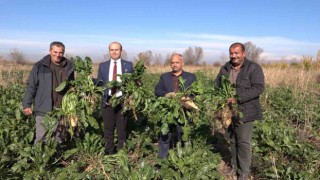 Iğdırda şeker pancarı hasadı başladı