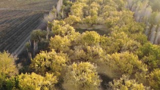 Iğdırın kayısı bahçelerindeki sonbahar güzelliği havadan görüntülendi