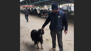 Isparta'da ağıldan 3 keçi çalıp sattığı tespit edilen şahıs yakalandı